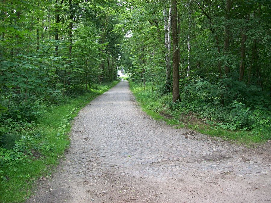 Gepflasterter Waldweg.